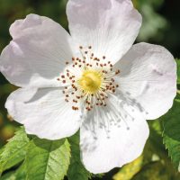 Especie Rosa Mosqueta
